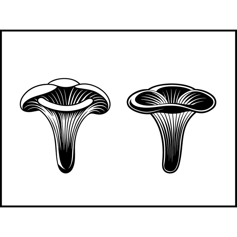 Pleurotus Eryngii Mushroom 2