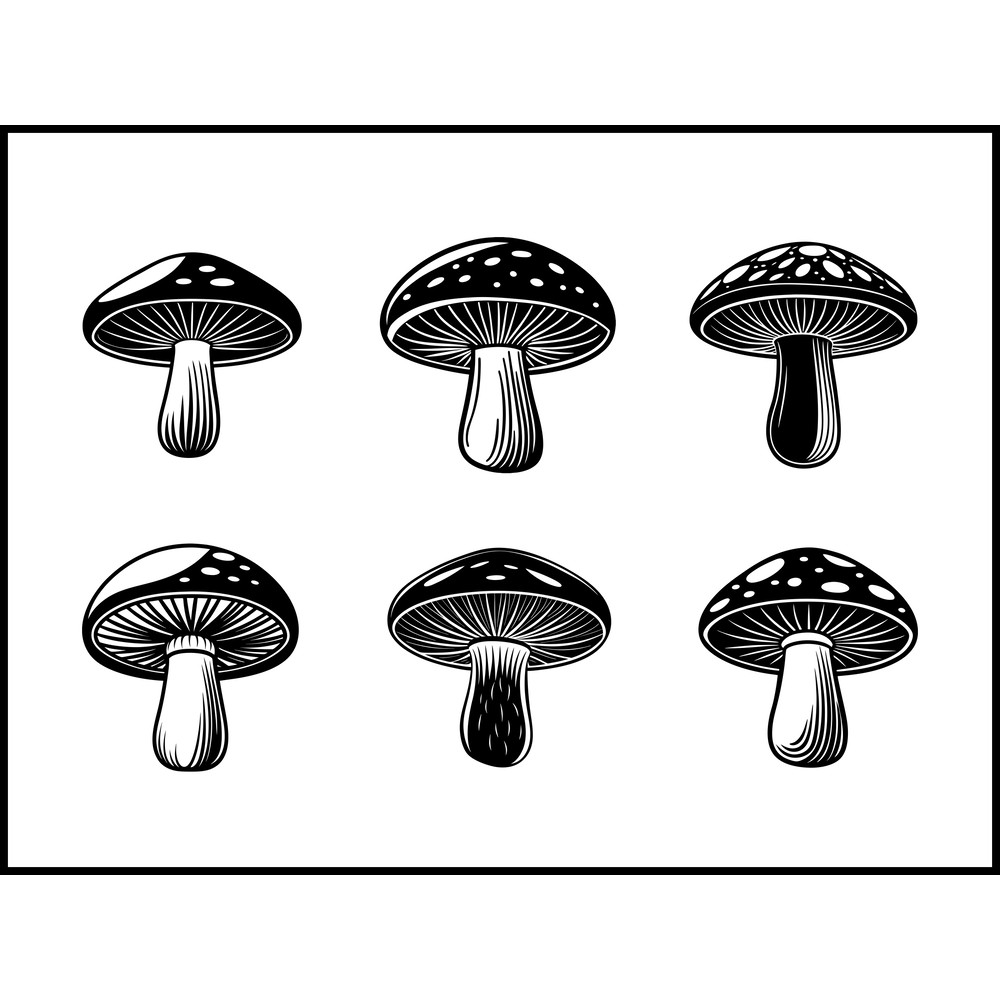 Portobello Mushroom 1