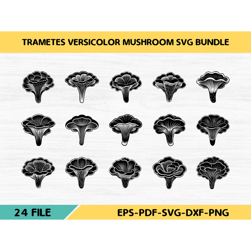 Trametes Versicolor Mushroom 0