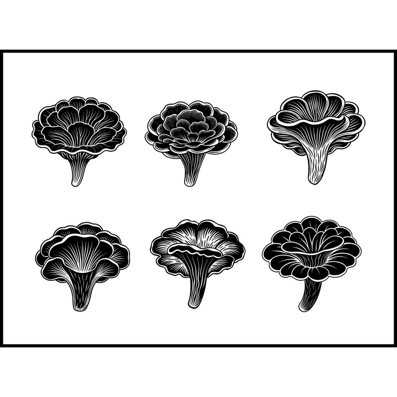 Trametes Versicolor Mushroom 1