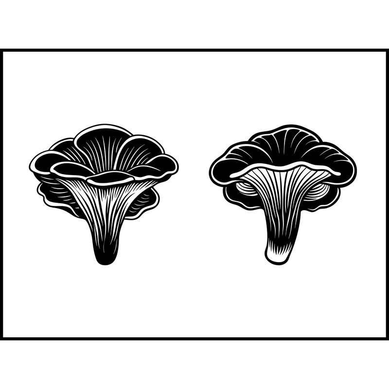 Trametes Versicolor Mushroom 2