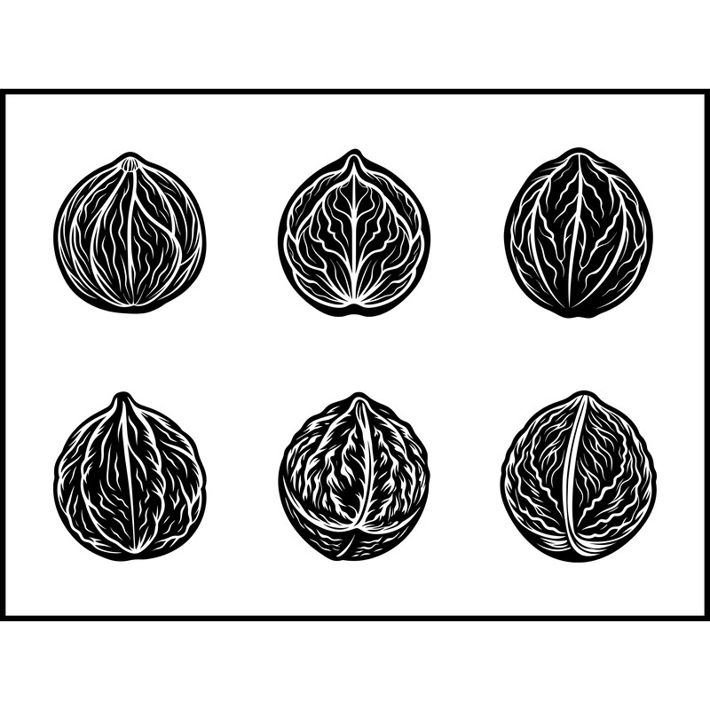 Walnut Nut Svg Bundle 1