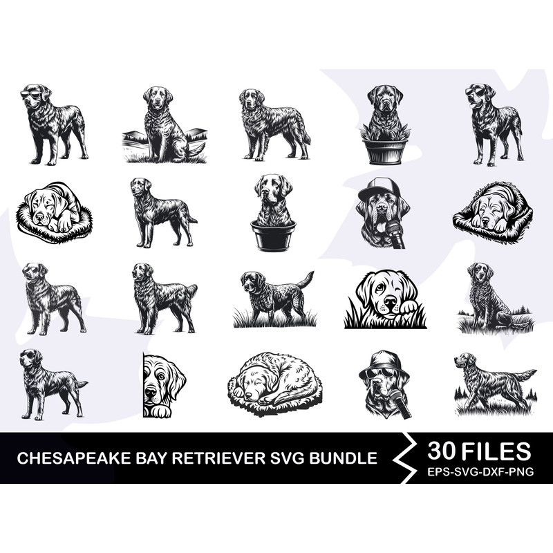 Chesapeake Bay Retriever Svg Bundle 0