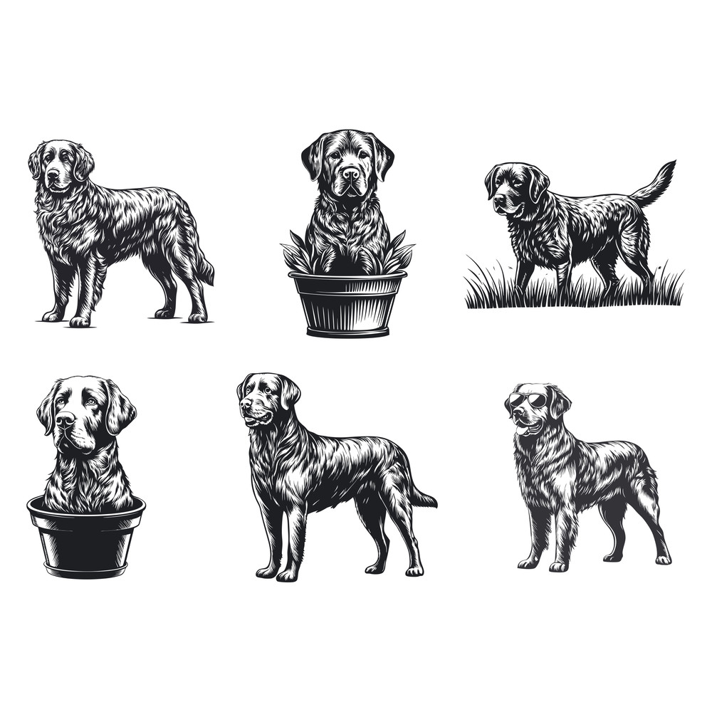 Chesapeake Bay Retriever Svg Bundle 2