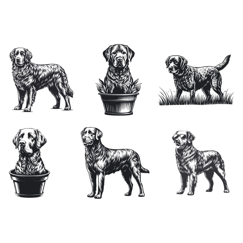 Chesapeake Bay Retriever Svg Bundle 2