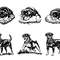 Rottweiler Svg Bundle 2