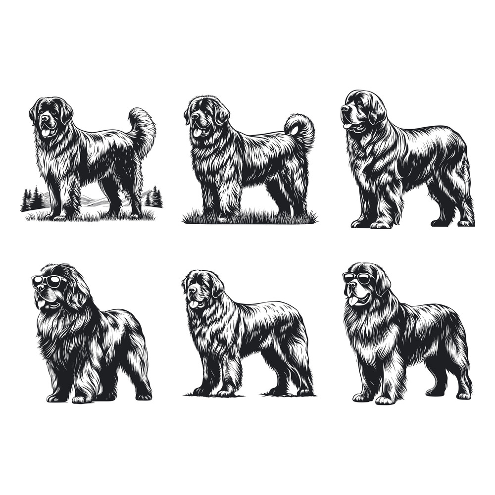 Newfoundland Dog Svg Bundle 2