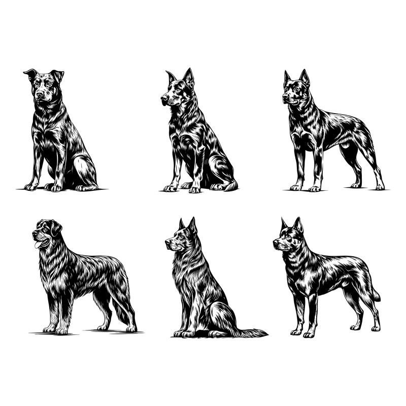 Beauceron Dog Svg Bundle 2
