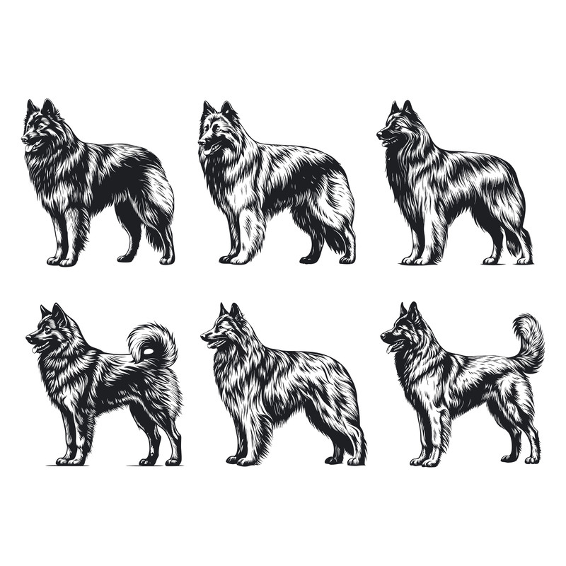 Belgian Tervuren Dog Svg Bundle 2