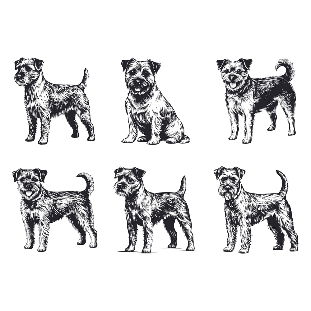 Border Terrier Dog Svg Bundle 2