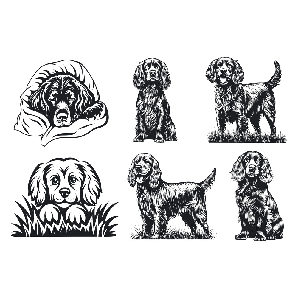 Boykin Spaniel Dog Svg Bundle 2