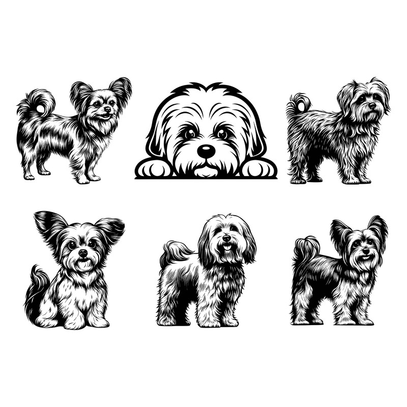 Coton De Tulear Dog Svg Bundle 2