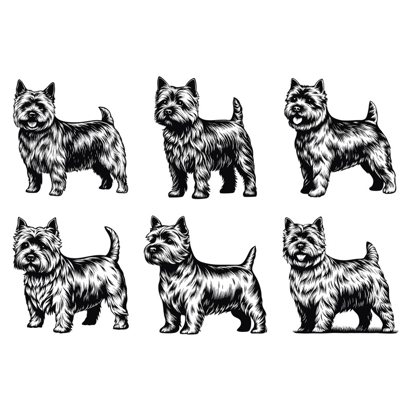 Norwich Terrier Dog Svg Bundle 2
