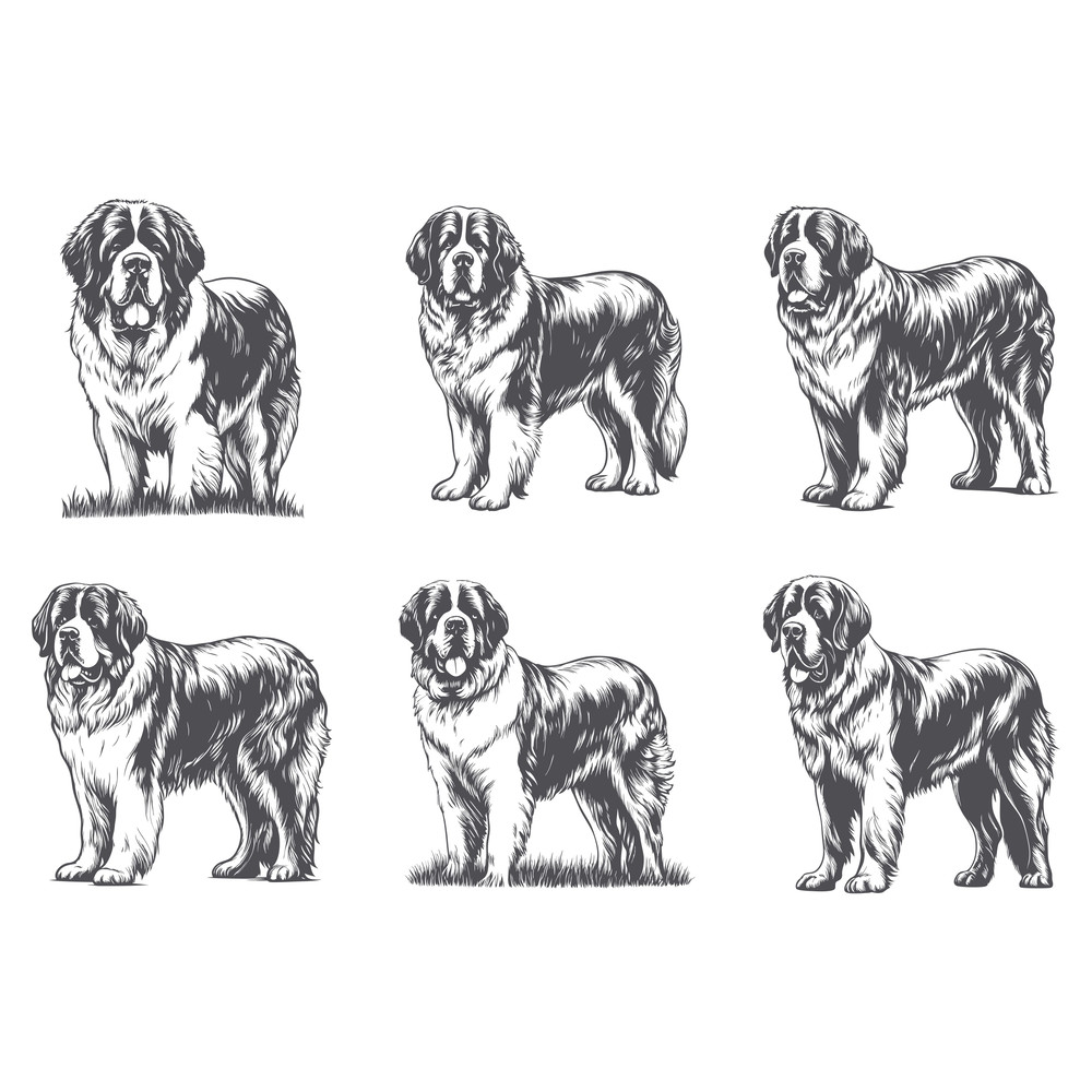 Saint Bernard Dog Svg Bundle 2