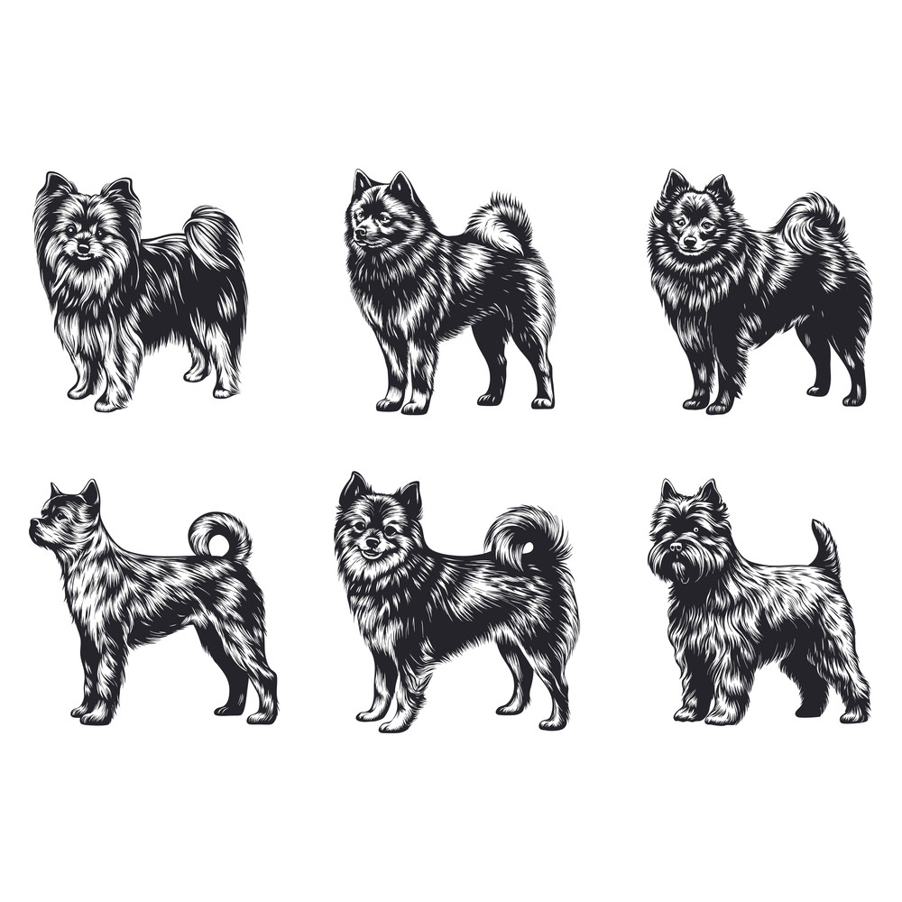 Schipperke Dog Svg Bundle 2