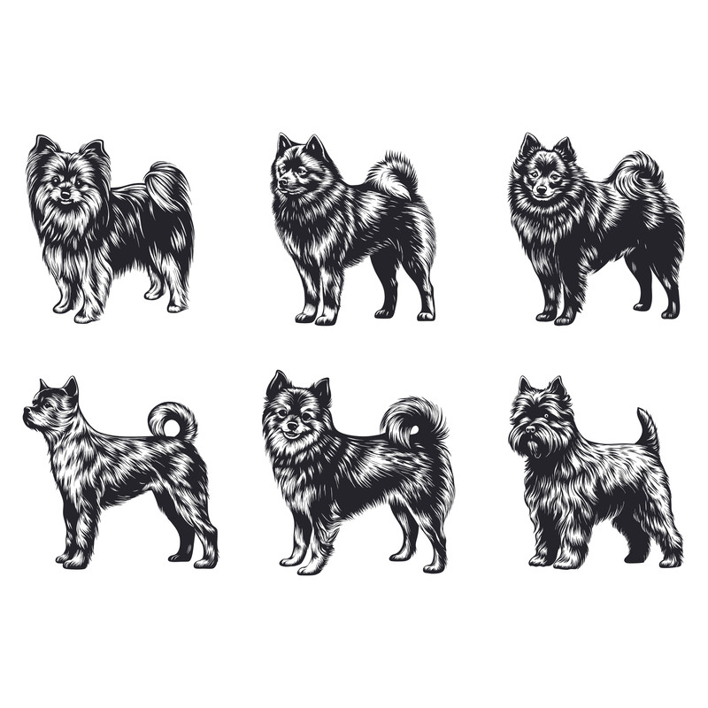 Schipperke Dog Svg Bundle 2