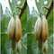 Oak Leaved Carica Papaya Seeds For Garden Planting 25 Seeds Easy Grow Garden Plants 0