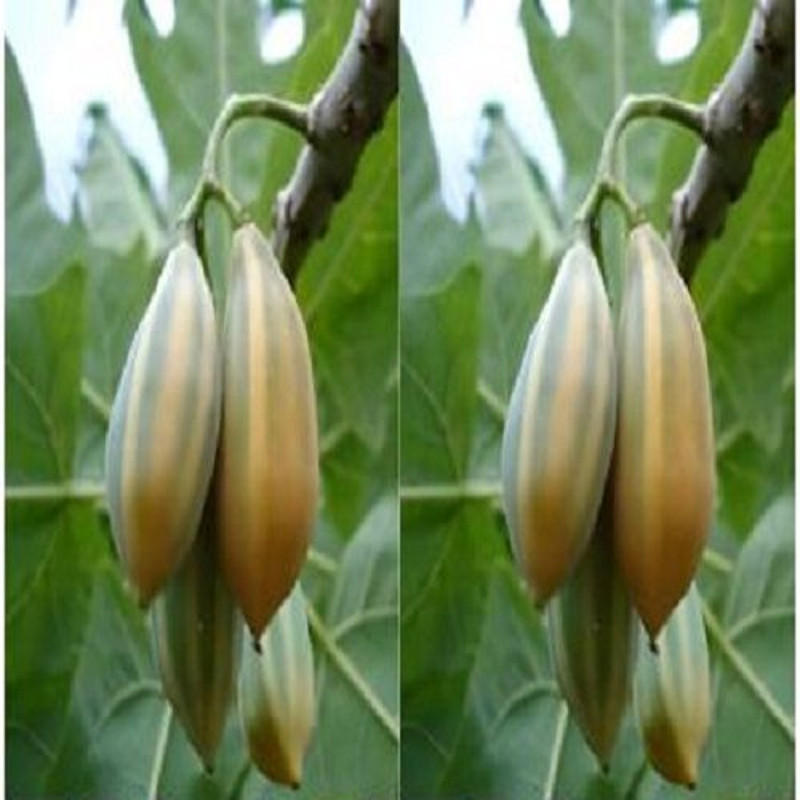 Oak Leaved Carica Papaya Seeds For Garden Planting 25 Seeds Easy Grow Garden Plants 0
