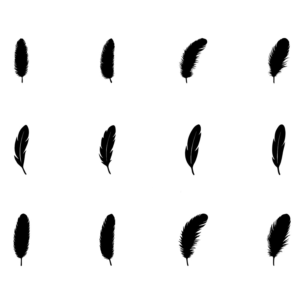 Bird Different Types Feather Silhouettes 2
