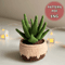 Potted Flower Crochet PDF Crochet Succulent Pot Plant Pattern Amigurumi Succulent DIY Flowered Cro 0