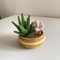 Potted Flower Crochet PDF Crochet Succulents Pot Plant Pattern Amigurumi Succulent DIY Flower Succ 1