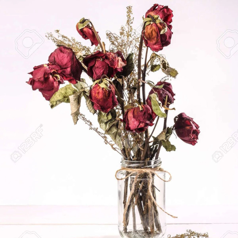 Dry Red Roses 0