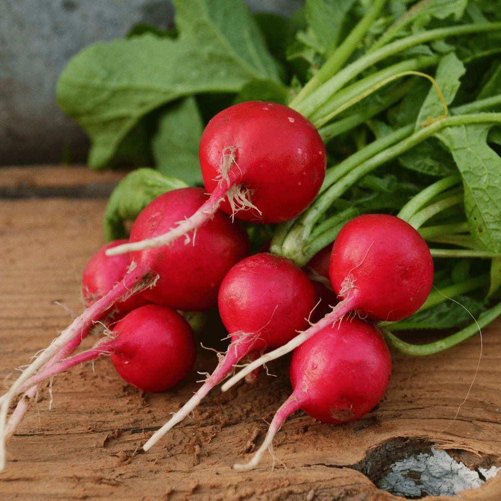 Champion Radish Seeds NonGMO Heirloom Garden Seeds For Fresh Fast Growth 1