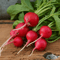 Champion Radish Seeds NonGMO Heirloom Garden Seeds For Fresh Fast Growth 1