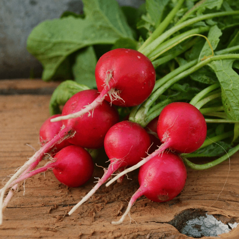 Champion Radish Seeds NonGMO Heirloom Garden Seeds For Fresh Fast Growth 1