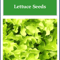 NonGMO Salad Bowl Green Lettuce Seeds Fresh Heirloom Lettuce For Home Gardens 0