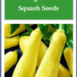 straightneck squash seeds, non-gmo heirloom fresh garden seeds for home gardening