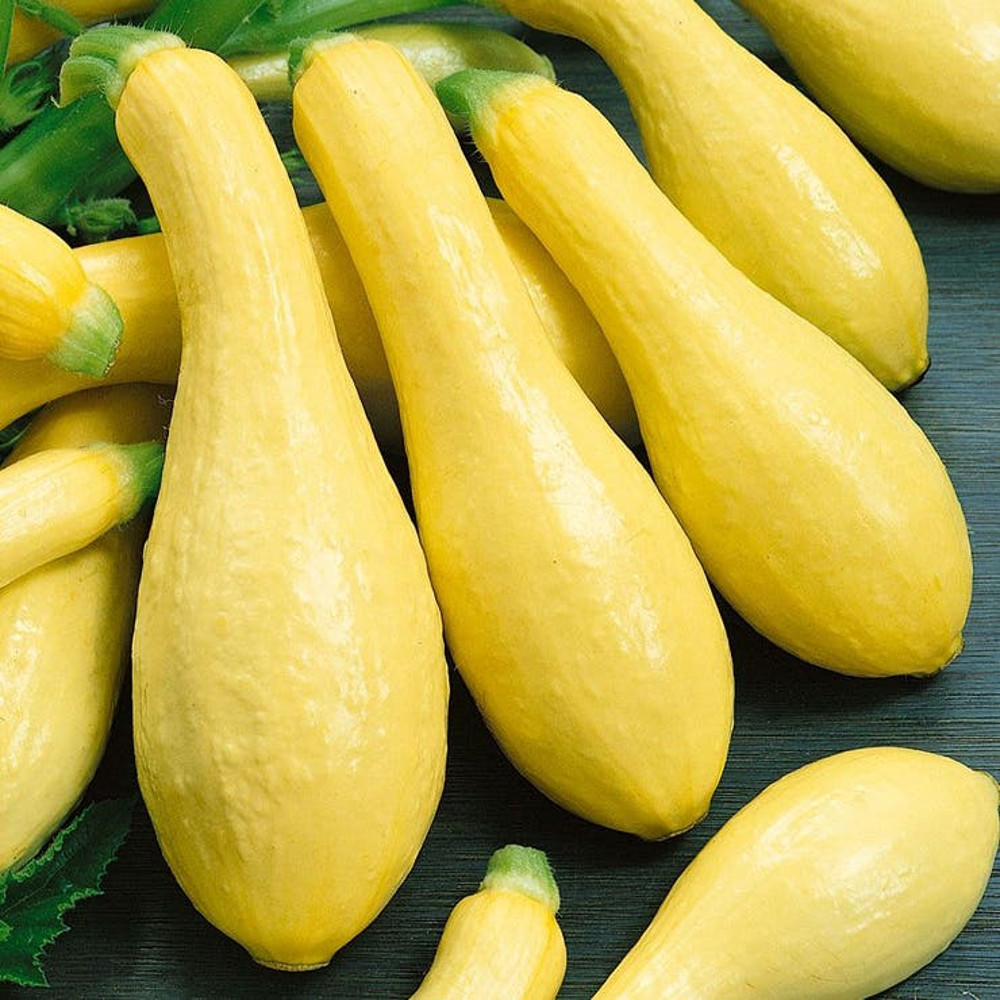 Straightneck Squash Seeds NonGMO Heirloom Fresh Garden Seeds For Home Gardening 1