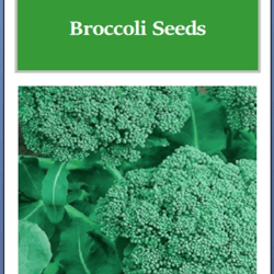 waltham 29 broccoli seeds, non-gmo heirloom garden seeds for fresh harvest in full sun