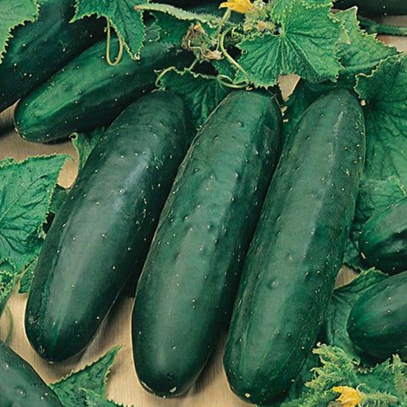 Marketmore 76 Cucumber Seeds NonGMO Heirloom Garden Seeds Best For Organic Gardening 1
