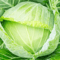 Golden Acre Cabbage Seeds NonGMO Heirloom Fresh Garden Seeds For All Seasons 1