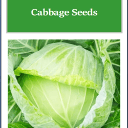 golden acre cabbage seeds, non-gmo heirloom fresh garden seeds for all seasons