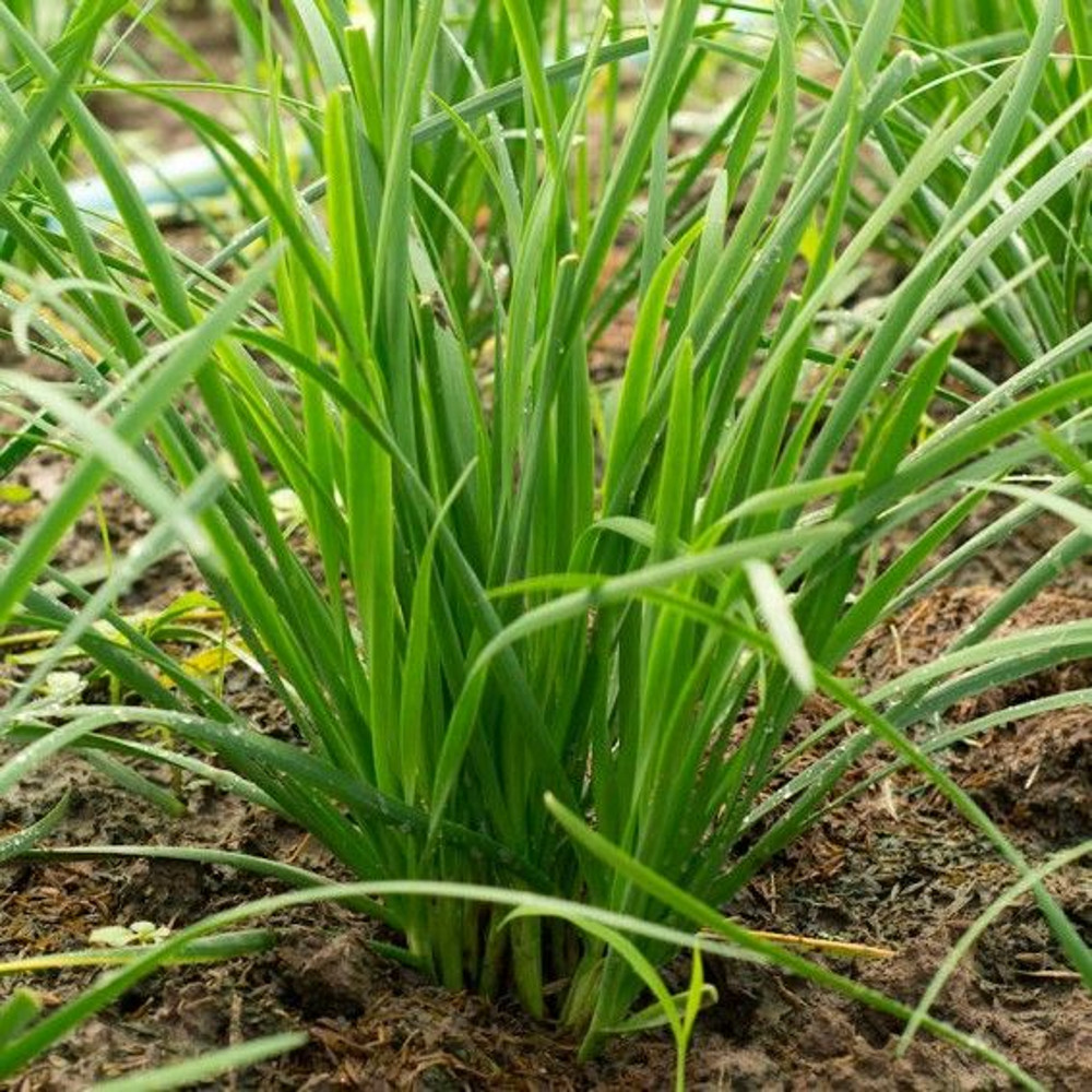 NonGMO Garlic Chives Seeds Heirloom Fresh Culinary Herb For Your Garden 1
