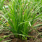 NonGMO Garlic Chives Seeds Heirloom Fresh Culinary Herb For Your Garden 1