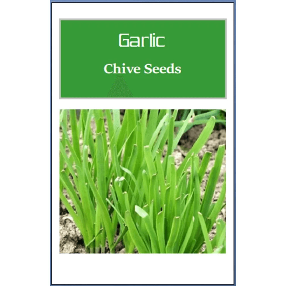 NonGMO Garlic Chives Seeds Heirloom Fresh Culinary Herb For Your Garden 0