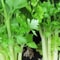 NonGMO Golden Celery Seeds Heirloom Fresh Garden Seeds For Your Vegetable Garden 1