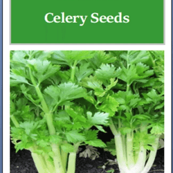 non-gmo golden celery seeds, heirloom fresh garden seeds for your vegetable garden