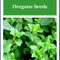 Greek Oregano Seeds NonGMO Heirloom Herb Seeds For Garden 0