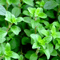 Greek Oregano Seeds NonGMO Heirloom Herb Seeds For Garden 1