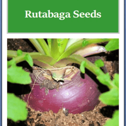 laurentian rutabaga seeds, non-gmo heirloom garden seeds for healthy, homegrown crops