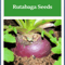 Laurentian Rutabaga Seeds NonGMO Heirloom Garden Seeds For Healthy Homegrown Crops 0