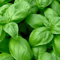 Genovese Basil Seeds NonGMO Heirloom Seeds For Culinary Gardens 1