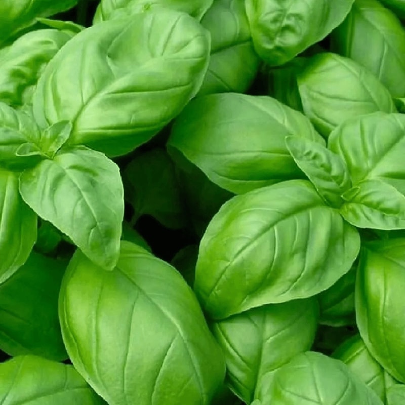 Genovese Basil Seeds NonGMO Heirloom Seeds For Culinary Gardens 1