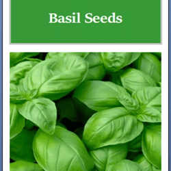 genovese basil seeds, non-gmo heirloom seeds for culinary gardens