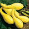 Crookneck Yellow Squash Seeds NonGMO Heirloom Squash For Your Garden 1