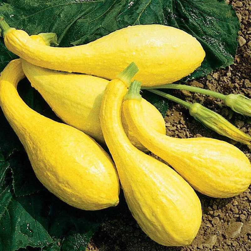 Crookneck Yellow Squash Seeds NonGMO Heirloom Squash For Your Garden 1